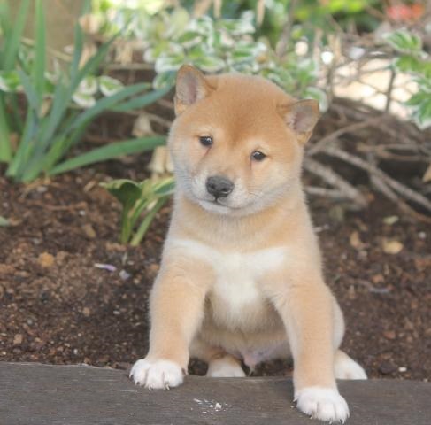  regalo cuccioli di Shiba Inu disponibili per l'adozione