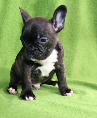 Cucciolo di Bouledogue Francese in vendita da allevamento e negozio