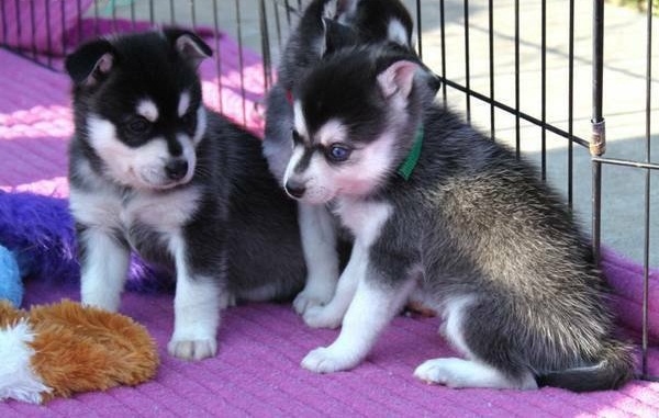 Bellissimi cuccioletti husky