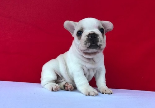 Sani maschio e femmina cuccioli di bulldog francese per adozione 