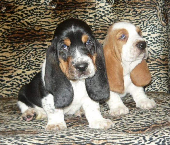 Regalo cuccioli BASSET HOUND