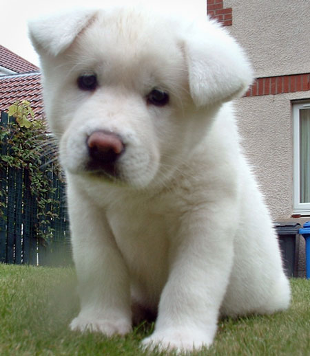 Regalo akita inu
