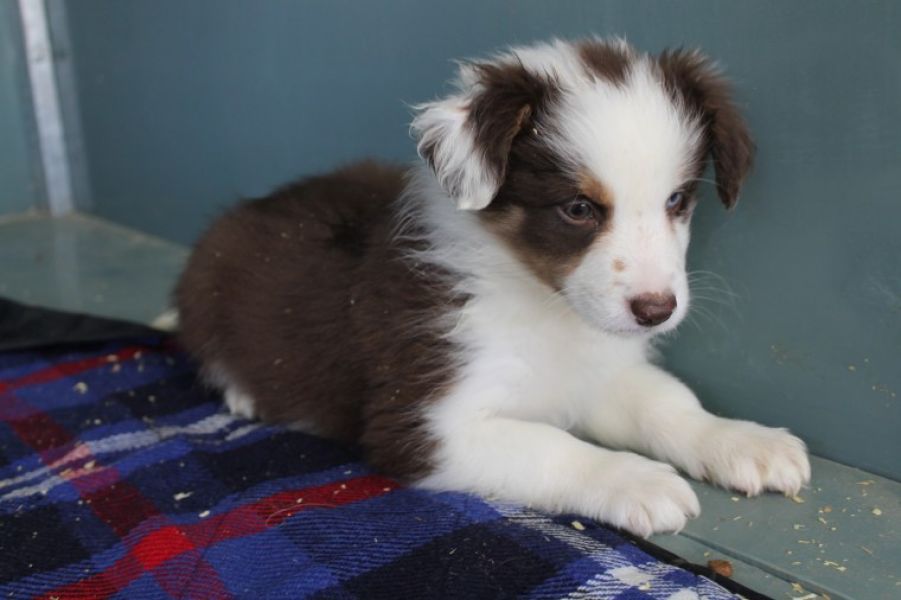  Regalo Cucciolo di Border collie in pronta consegna i cuccioli verranno Dato dopo 90 giorni dalla n