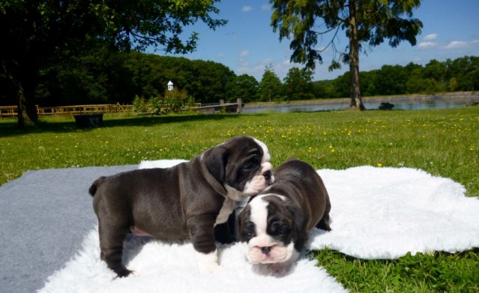 Regalo Bulldog inglese cuccioli disponibili