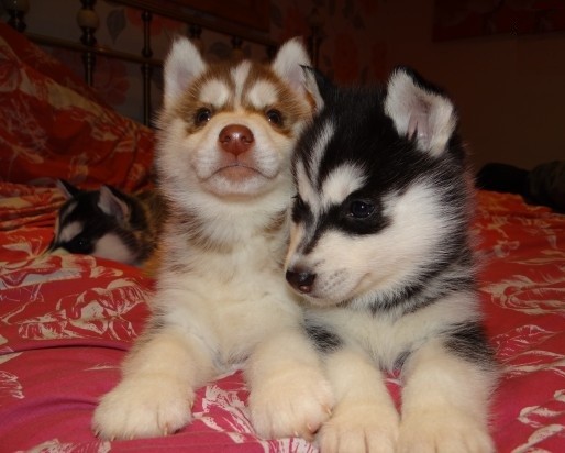 Di siberian husky maschi e femmine