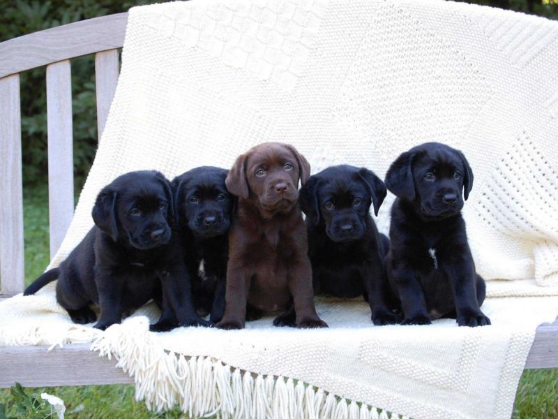 Bello Labrador , Maschio e femmina,  sverminato