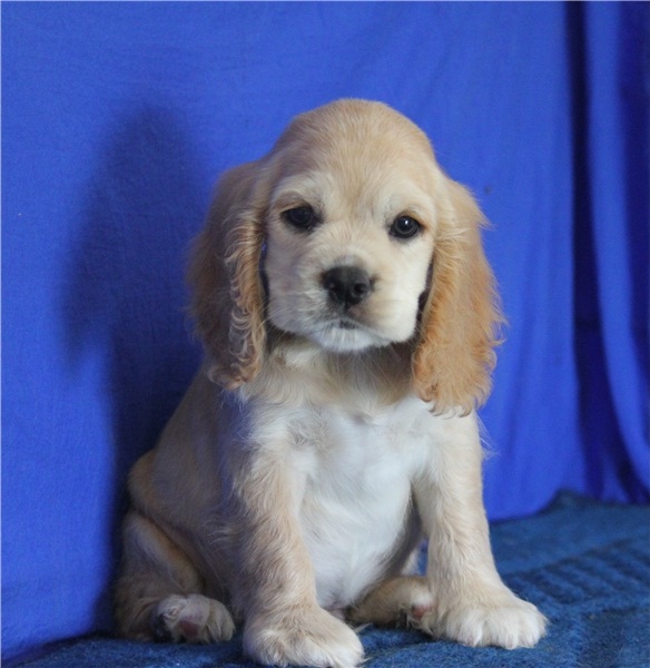 REGALO Cuccioli Coker Spaniel