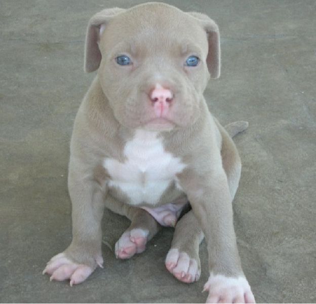 Regalo pitbull cuccioli introvabili cuccioli di pitbull intelligenti e dolcissimi attaccati al padro