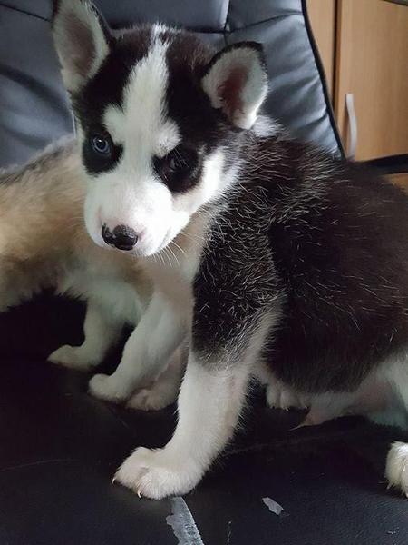 Regalo cuccioli di Siberian Husky