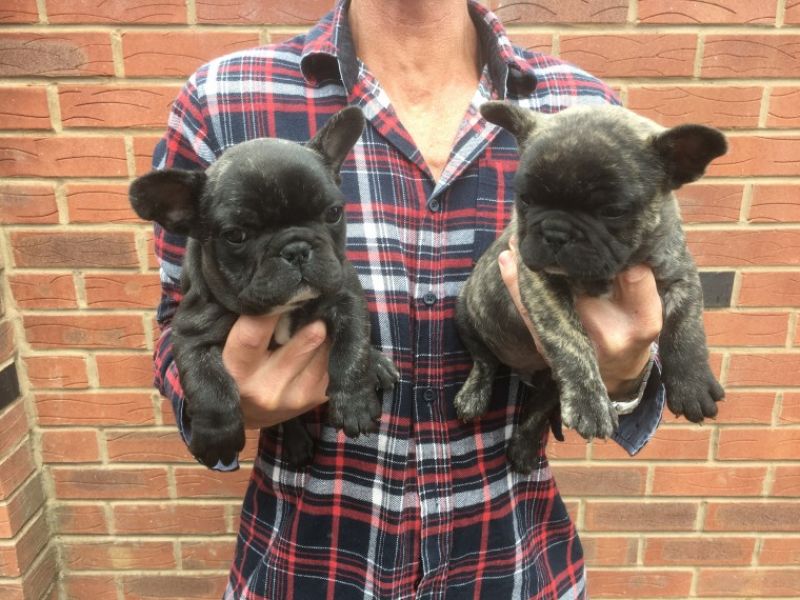 REGALO Cuccioli di Bulldog Francese.