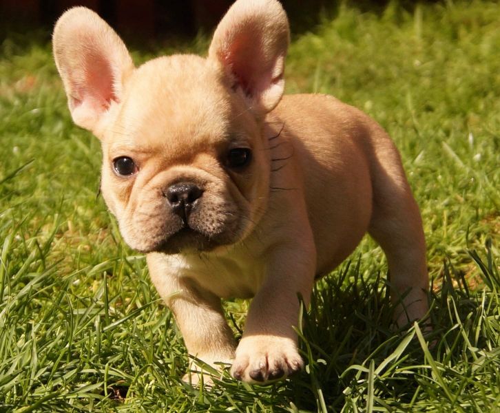 Adorabili cuccioli di Bulldog Francese femminucce e maschietti disponibili per l'adozione gratuita