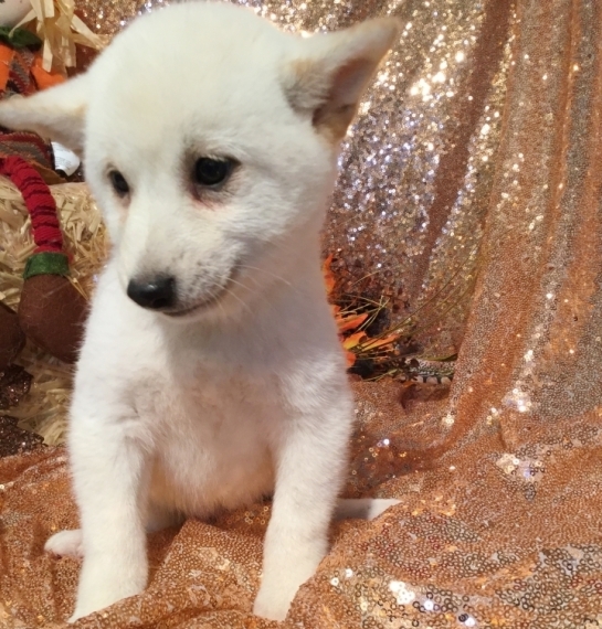 REGALO Cuccioli Shiba Inu