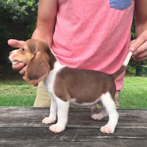 REGALO Cuccioli dolce e bella Beagle
