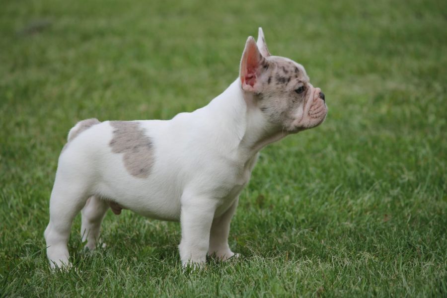 Molto bella e sani cuccioli di bulldog francese per adozione  