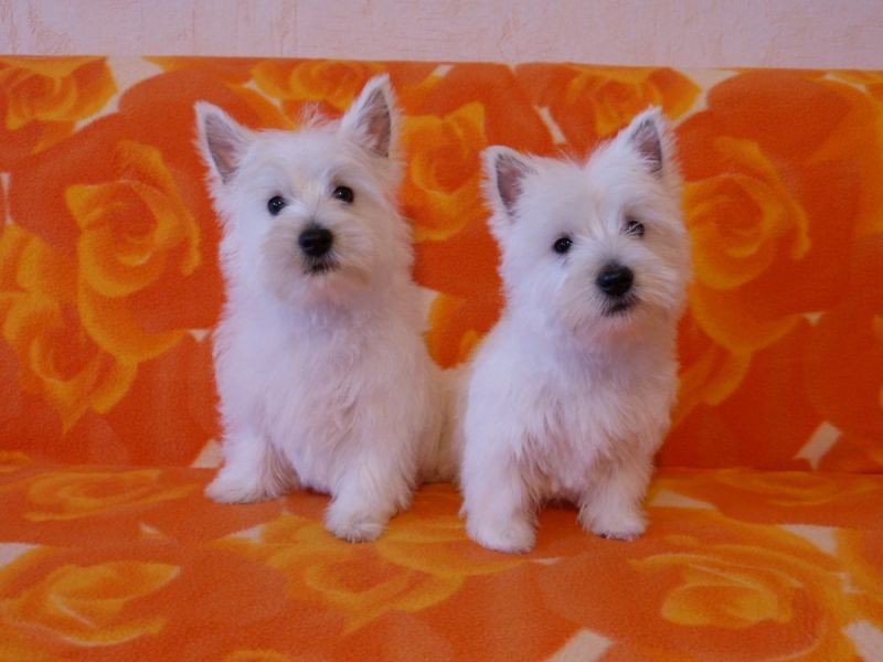 Cuccioli di West highland per adozione ( maschio e femmina )