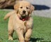 Bellissimi cuccioli di golden retriver disponibili   Bellissimi cuccioli di golden retriver disponib
