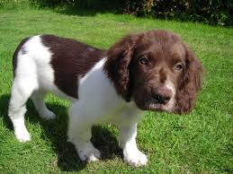 Adorabili cuccioli di springer spaniel femminucce e maschietti disponibili per l'adozione cuccioli s