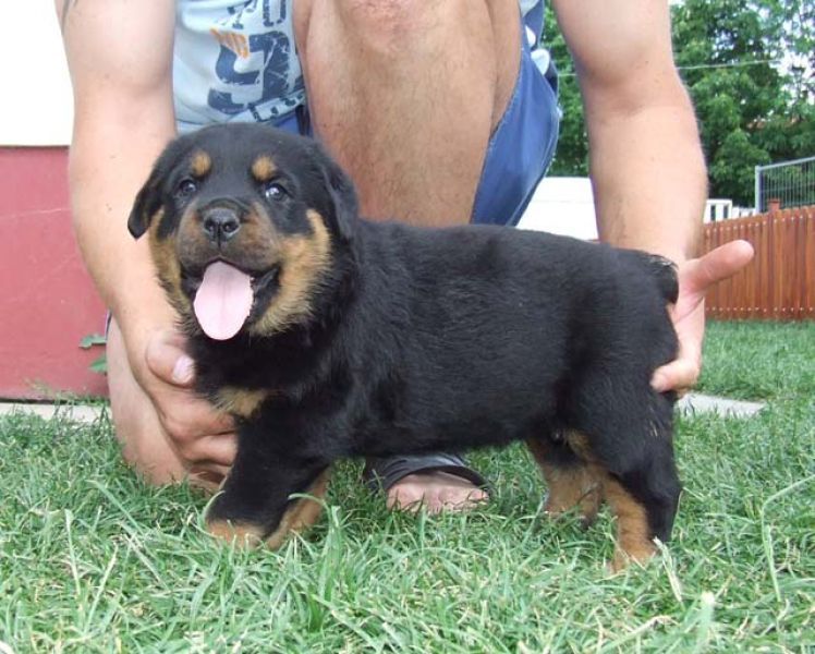 Cuccioli di pura Razza Rottweiler