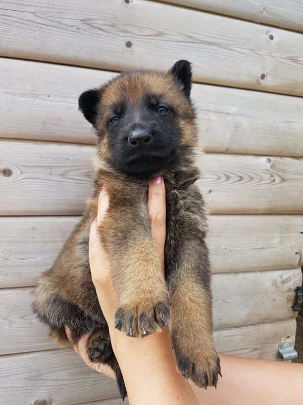 Regalo Pastore tedeco cuccioli, i cuccioli verranno Dato dopo 90 giorni dalla nascita, provvisti di: