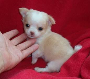 Adorabili cuccioli di micro chihuahua femminucce e maschietti disponibili