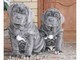 Clicca per ingrandire	cuccioli di mastino napoletano