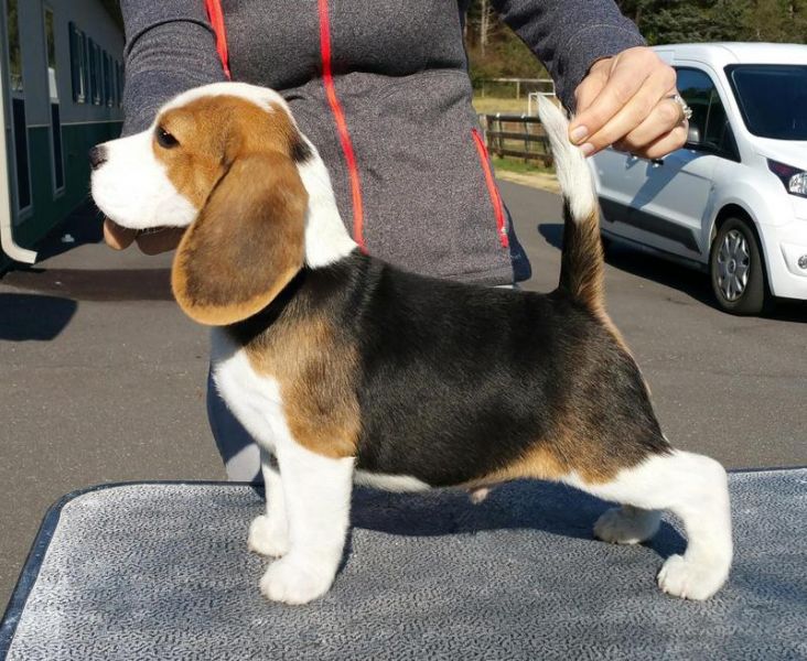 Regalo BELLISSIMI CUCCIOLI DI Basset Hound