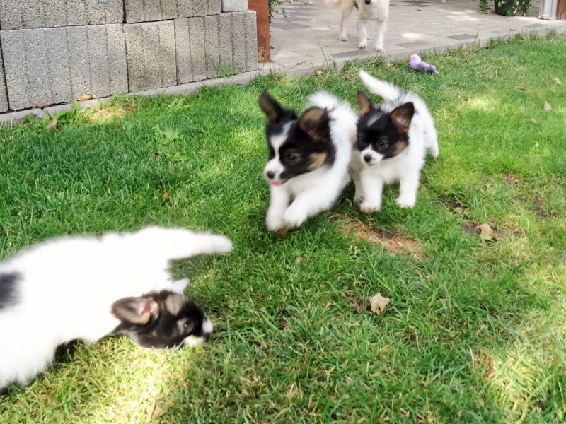 Cuccioli di papillon  ( per regalo )