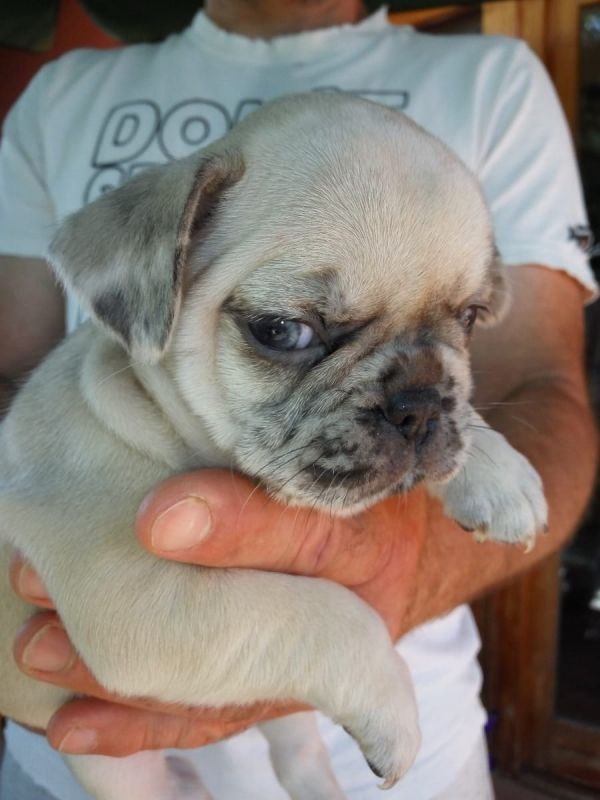 Sani maschio e femmina cuccioli di bulldog francese per adozione 
