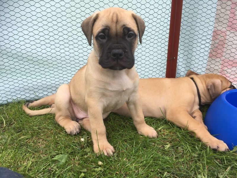 Cuccioli di bullmastiff  per adozione ( regalo  )