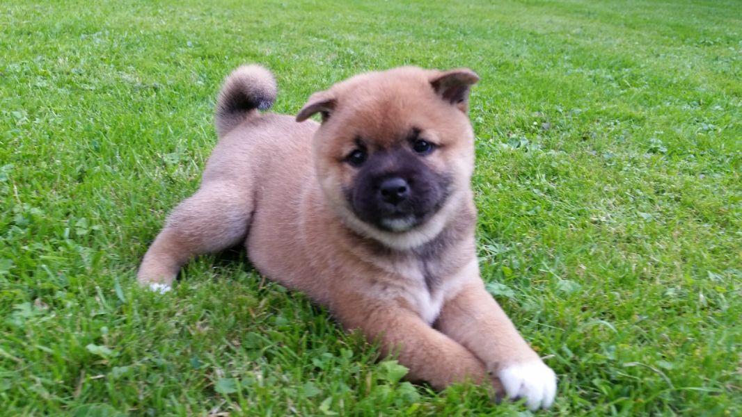  regalo cuccioli di Akita  inu disponibili per l'adozione