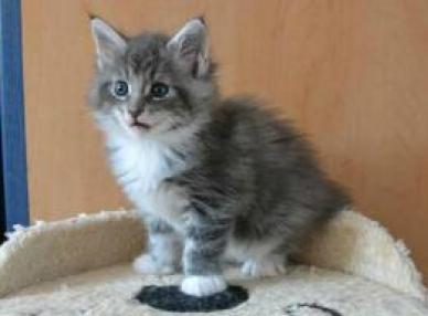 Adorabili cuccioli di maine coon gattini femminucce e maschietti disponibili per l'adozione