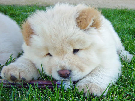  cuccioli di CHOW  CHOW  ( per regalo )