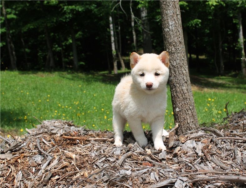  Regalo Cuccioli di Shiba inu  in pronta consegna i cuccioli verranno Dato dopo 90 giorni dalla nasc