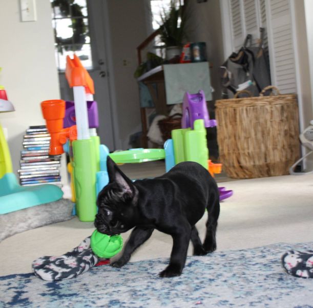  Regalo Meravigliosi cuccioli di bulldog francese E-MAIL  (marieiris783@gmail.com)