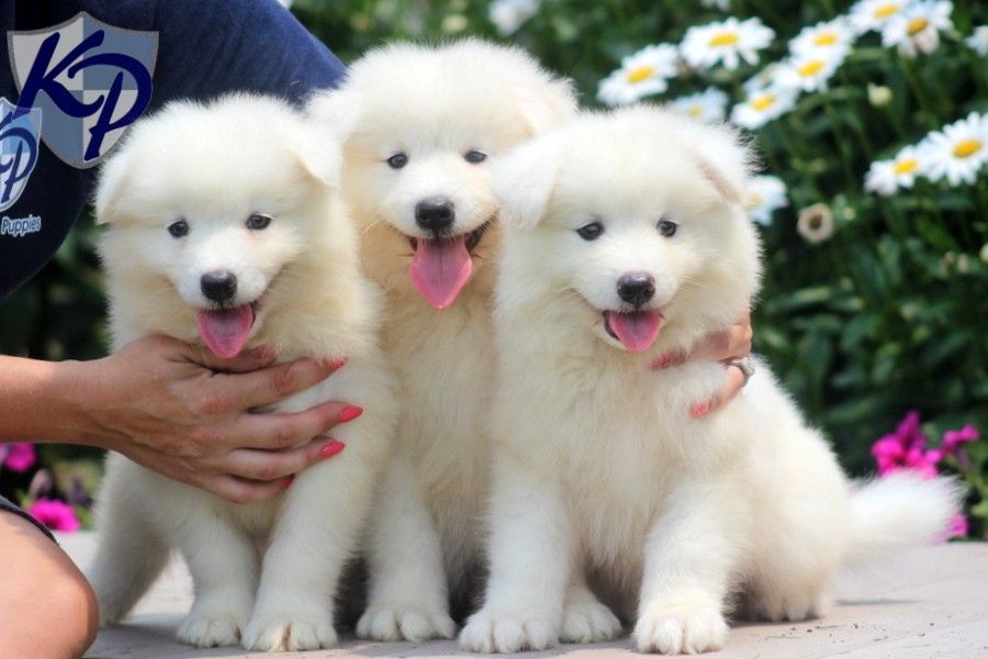 Regalo adorabili cuccioli  samoiedo  femminucce e maschietti disponibili