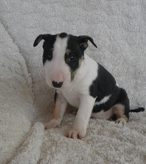 adorabili cuccioli di bull terrier in regalo