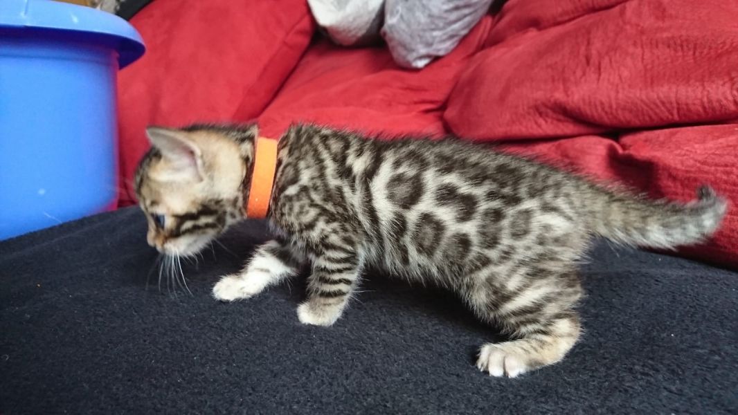  gattini Savannah   per adozione ( maschio e femmina )