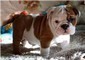 Disponibili cuccioli di Bulldog inglese maschio e femmina  Disponibili cuccioli di Bulldog inglese m