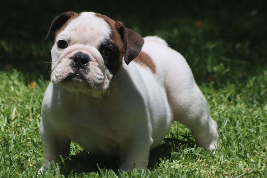 Cuccioli Bulldog Inglese con Pedigree.