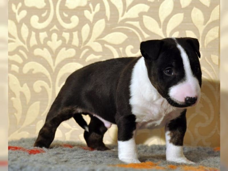 Molto bella e sani cuccioli di bull terrier per adozione maschi e femmine disponibili (gratis)