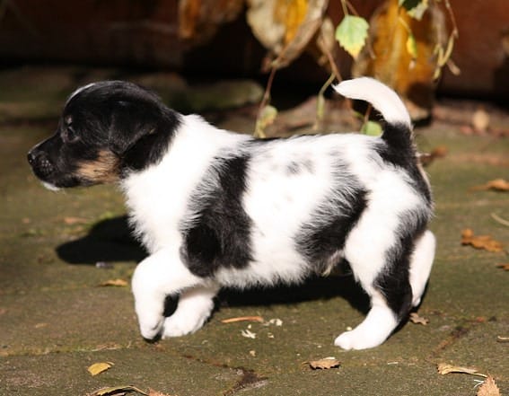 Cuccioli di papillon  per adozione ( maschio e femmina )