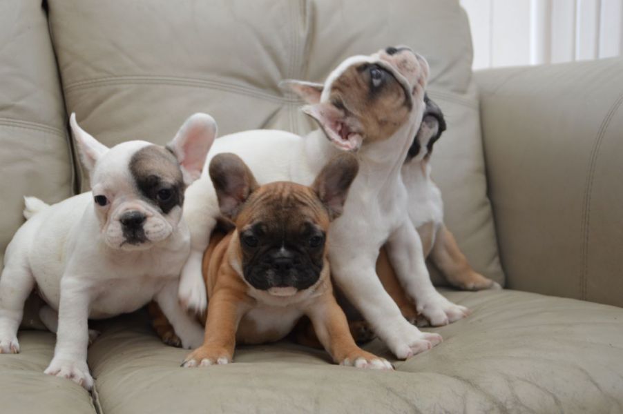 Cuccioli di Boxer per adozione ( 1 maschio e 1 femmina )