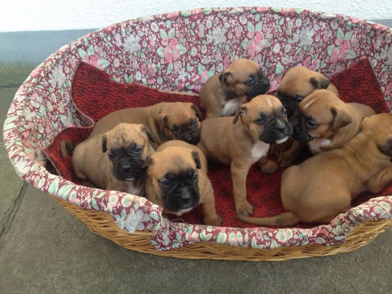  regalo cuccioli di  boxer disponibili per l'adozione
