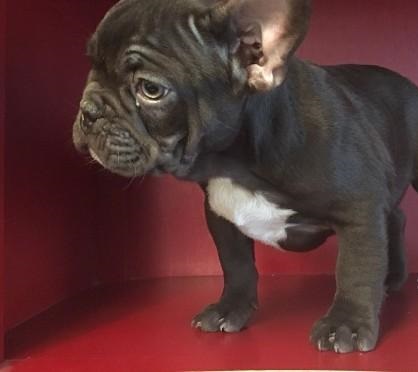 Vendo cuccioli bulldog francese  s