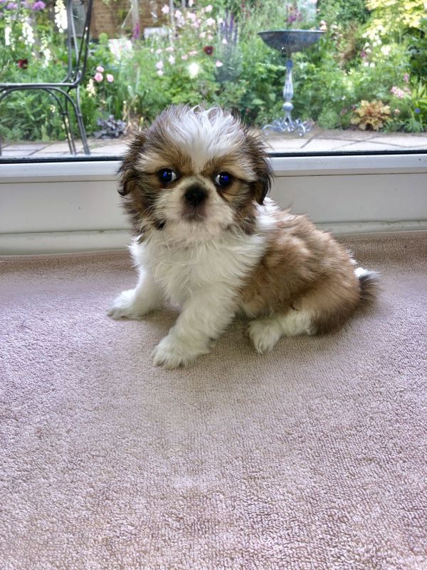 Cuccioli Shihtzu taglia piccola