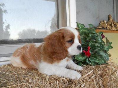 CUCCIOLI Cavalier king