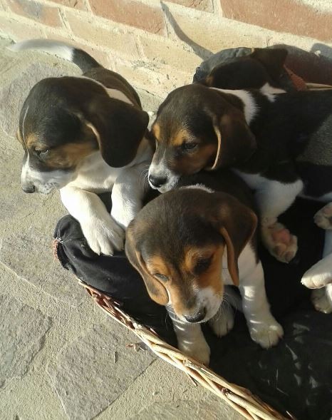 Privato vende cuccioli di Beagle