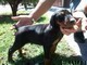 Cuccioli di cane dobermann