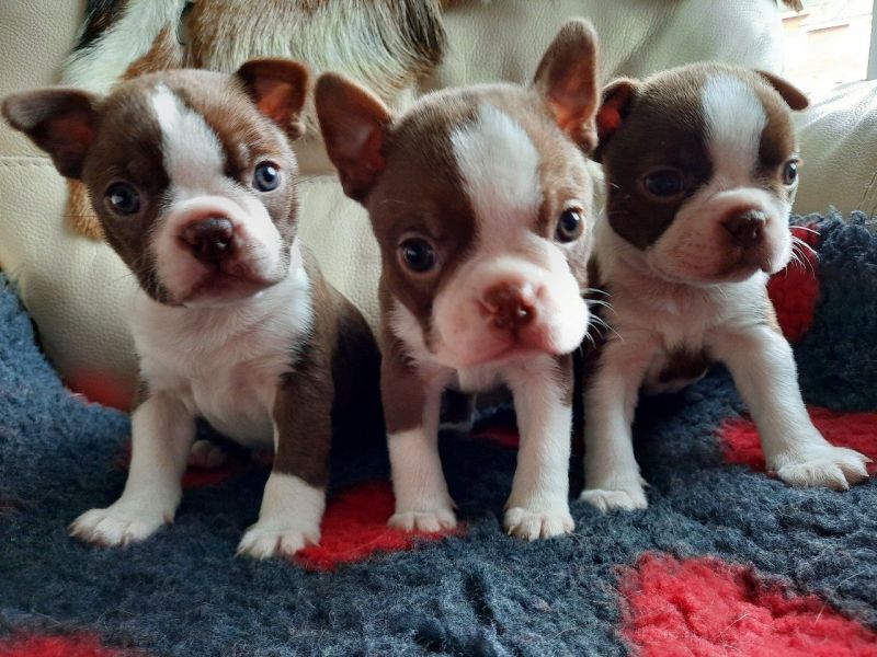REGALO Cuccioli Boston terrier