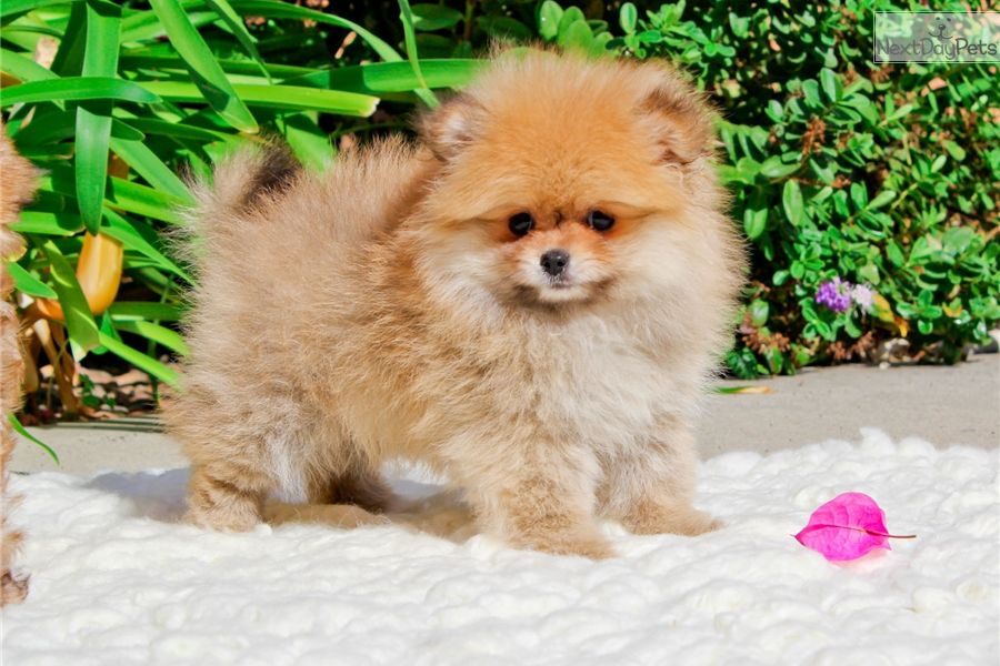  cuccioli di volpino pomeranian  per adozione ( regalo  )